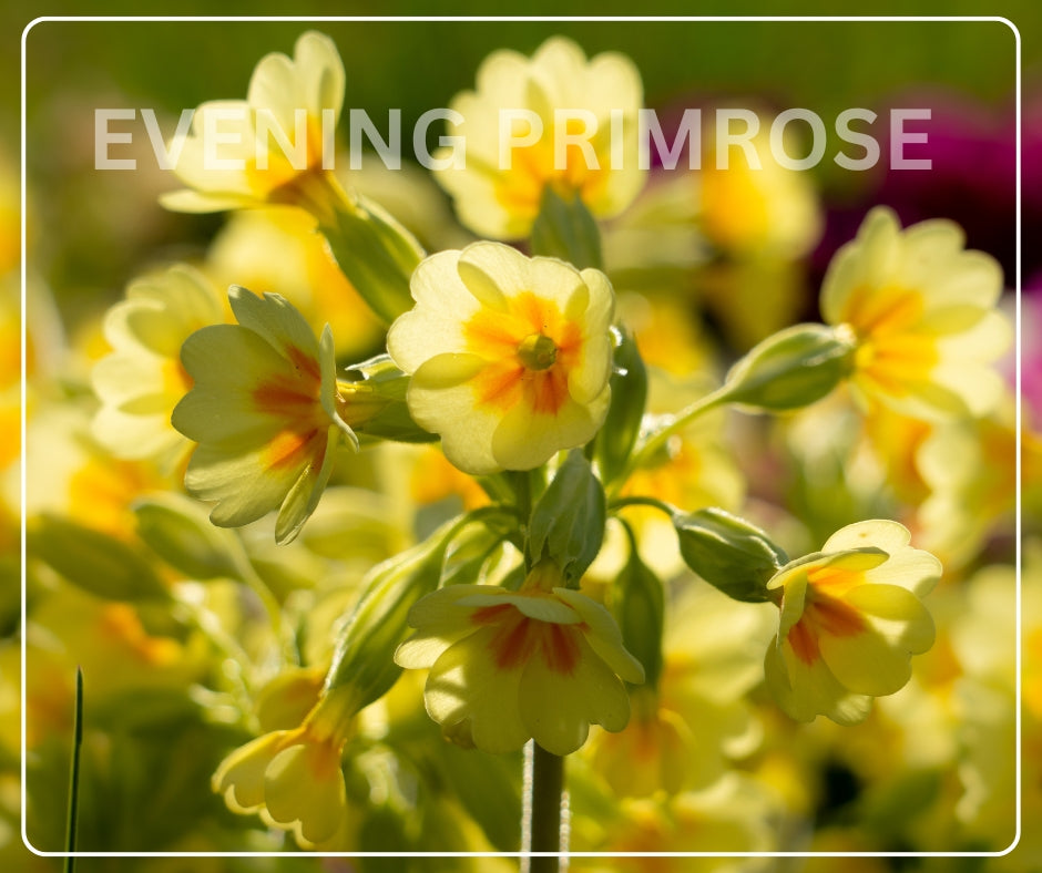 Evening Primrose Oil Veg Capsules – Natural Support for Women’s Wellness