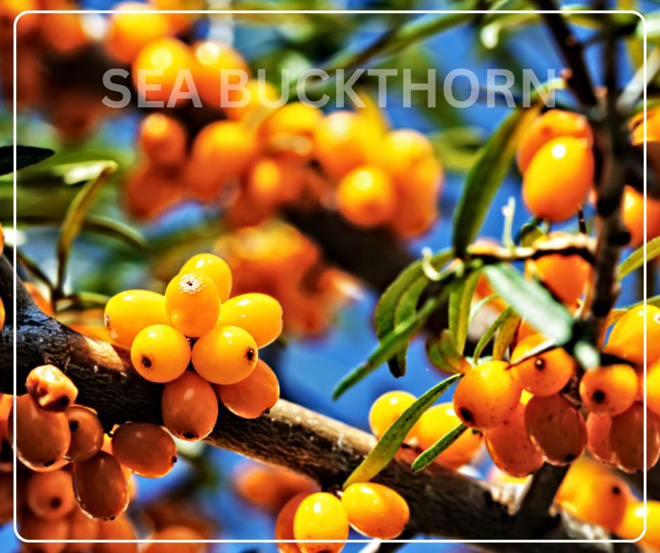 Sea Buckthorn Oil Capsules: A Natural Way to Support Skin, Hair, and Heart Health