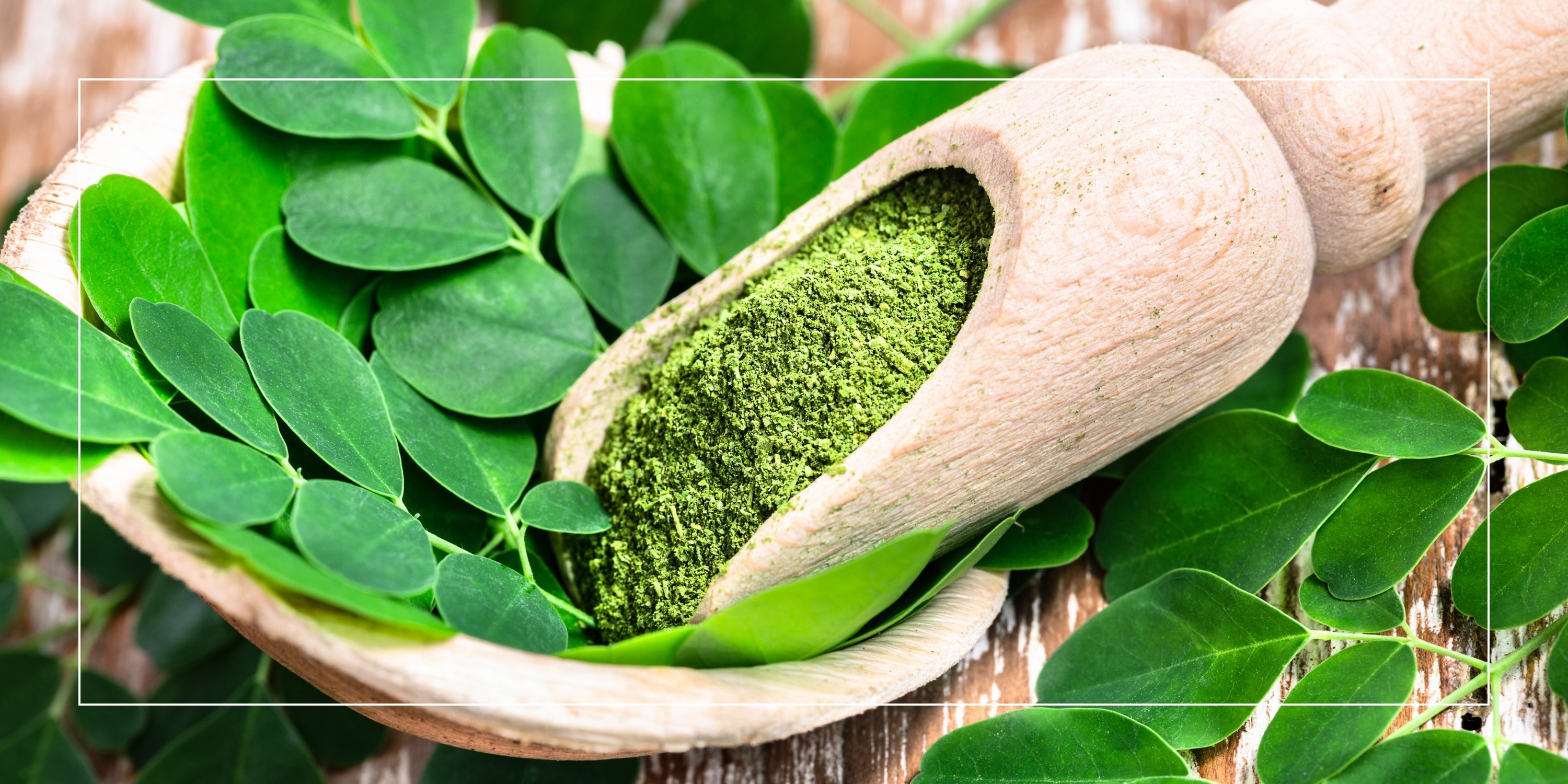 Benefits of Moringa Powder for Energy, Skin & Daily Nutrition