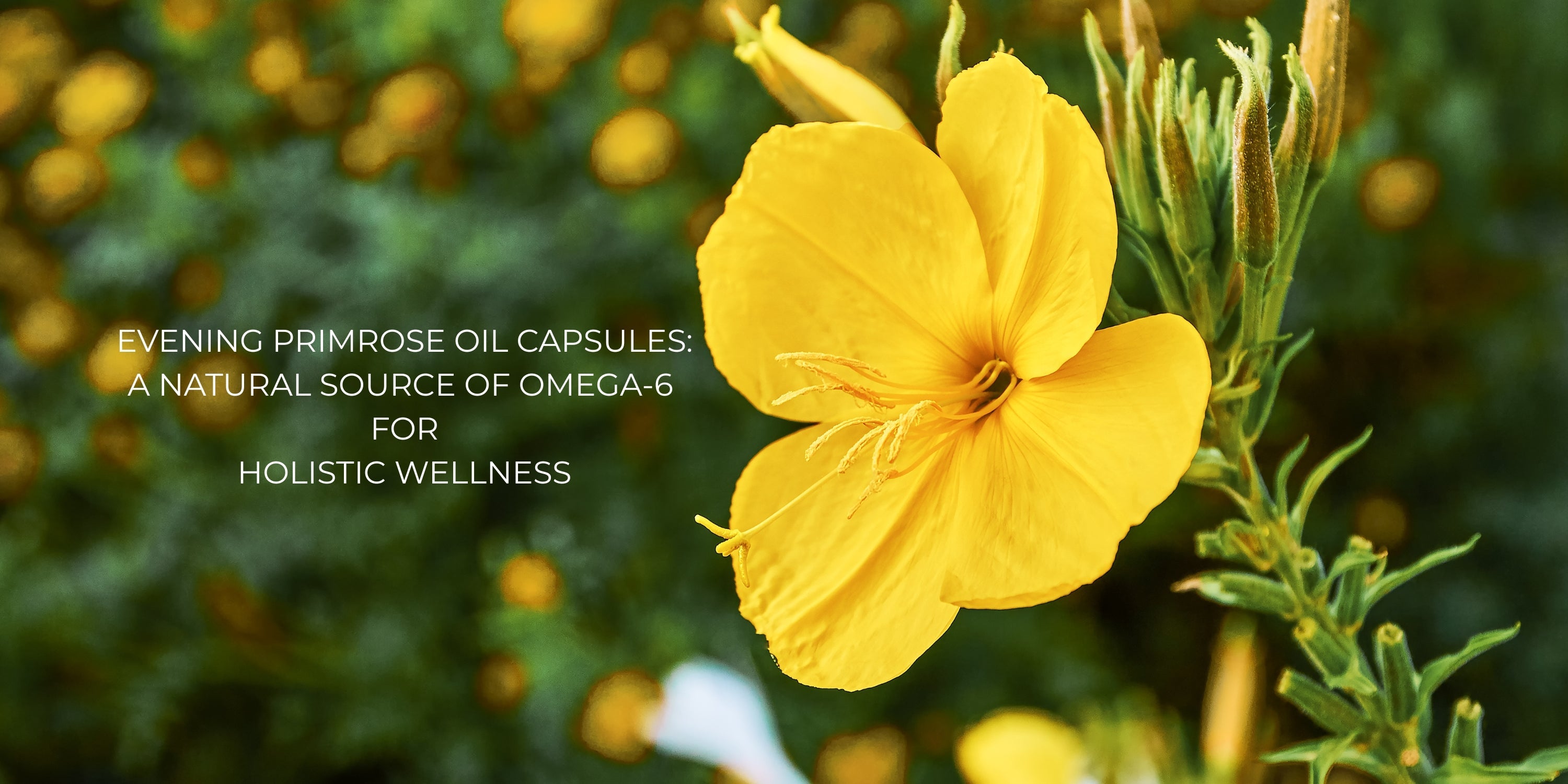 Evening Primrose Oil Capsules: A Natural Source of Omega-6 for Holistic Wellness