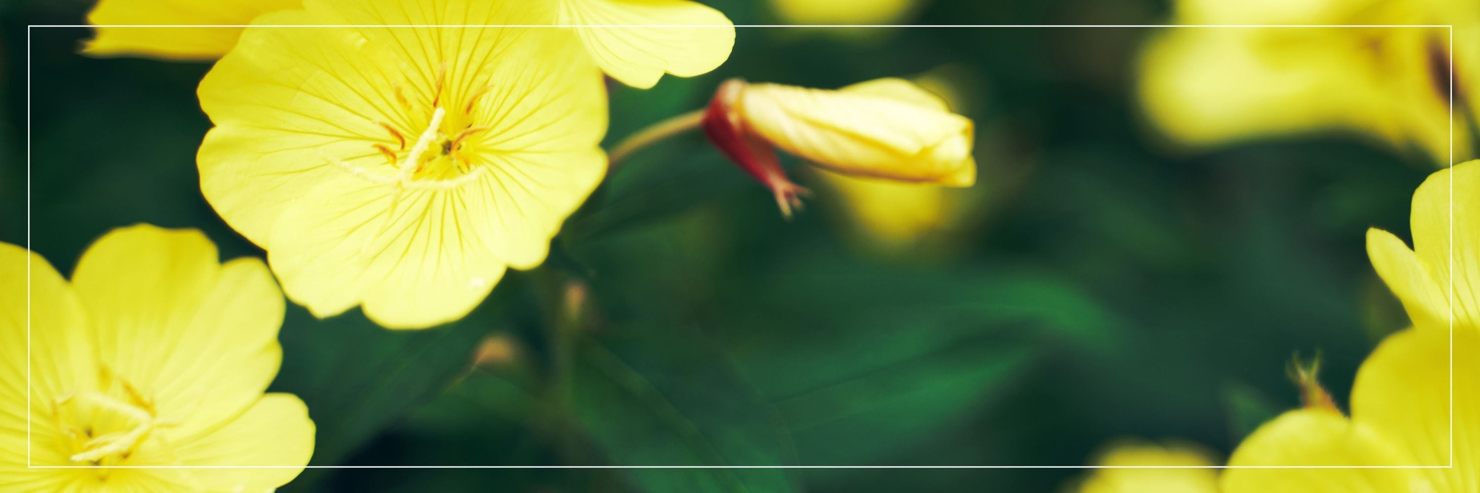 What Are the Benefits of Taking Evening Primrose Oil Capsules?