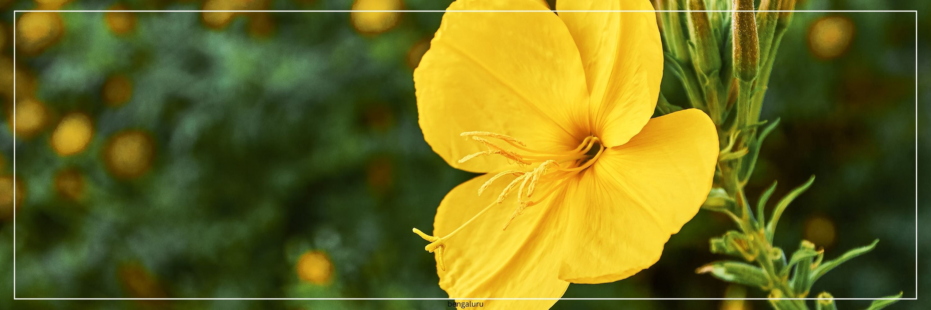 Evening Primrose Oil Capsules: Natural Support for Women’s Hormonal Health, Skin & Wellbeing