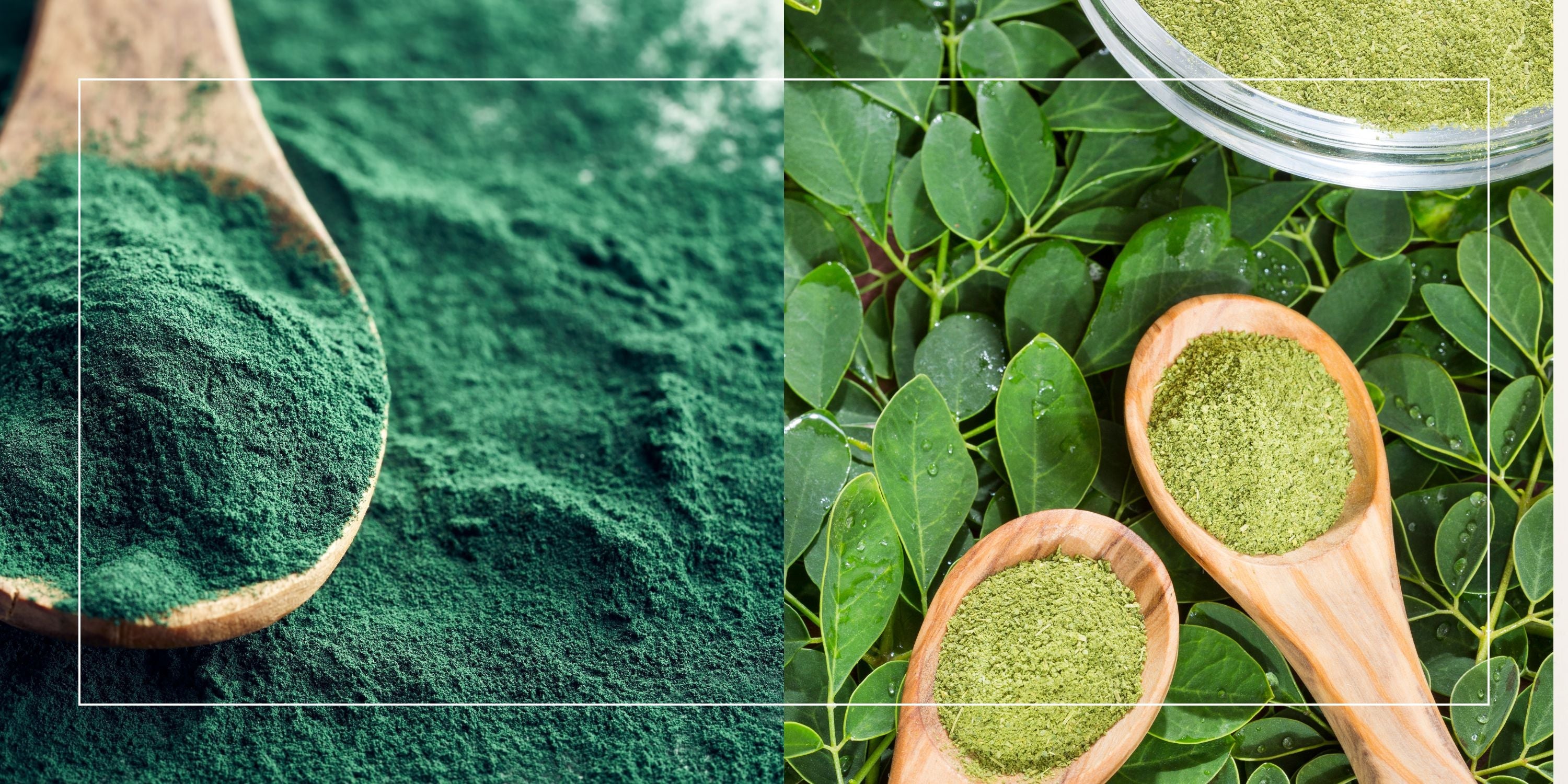 Moringa vs. Spirulina: Which Is Better for Your Workout Routine?