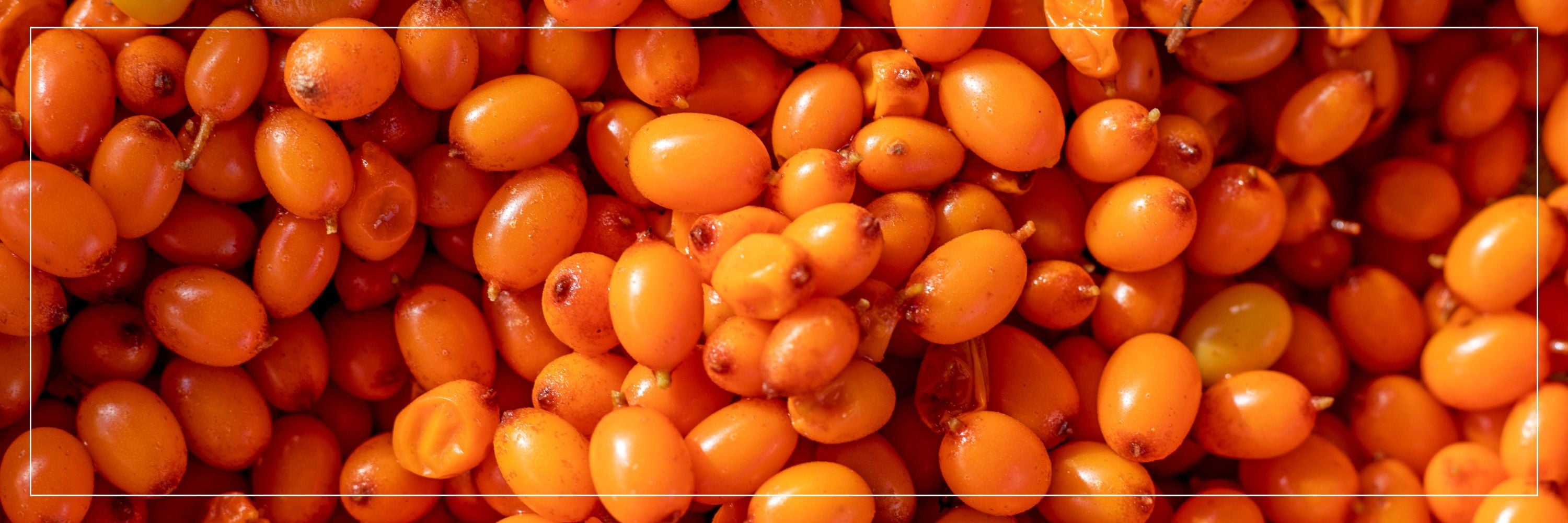 Sea Buckthorn Oil Capsules: A Nutrient-Rich Wellness Booster from Nature’s Superberry