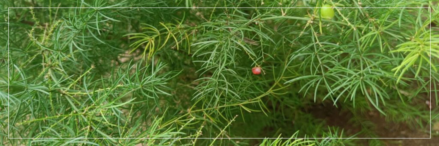 Shatavari: The Queen of Herbs for Women's Wellness