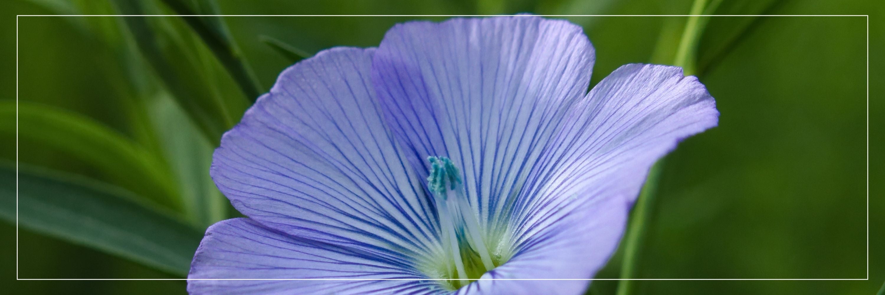 Tocotrienols + Flaxseed Oil Capsules: Natural Support for Heart, Cholesterol & Antioxidant Protection