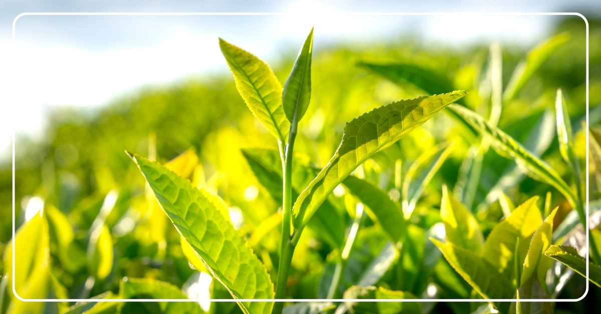 GreenOpia Naturals