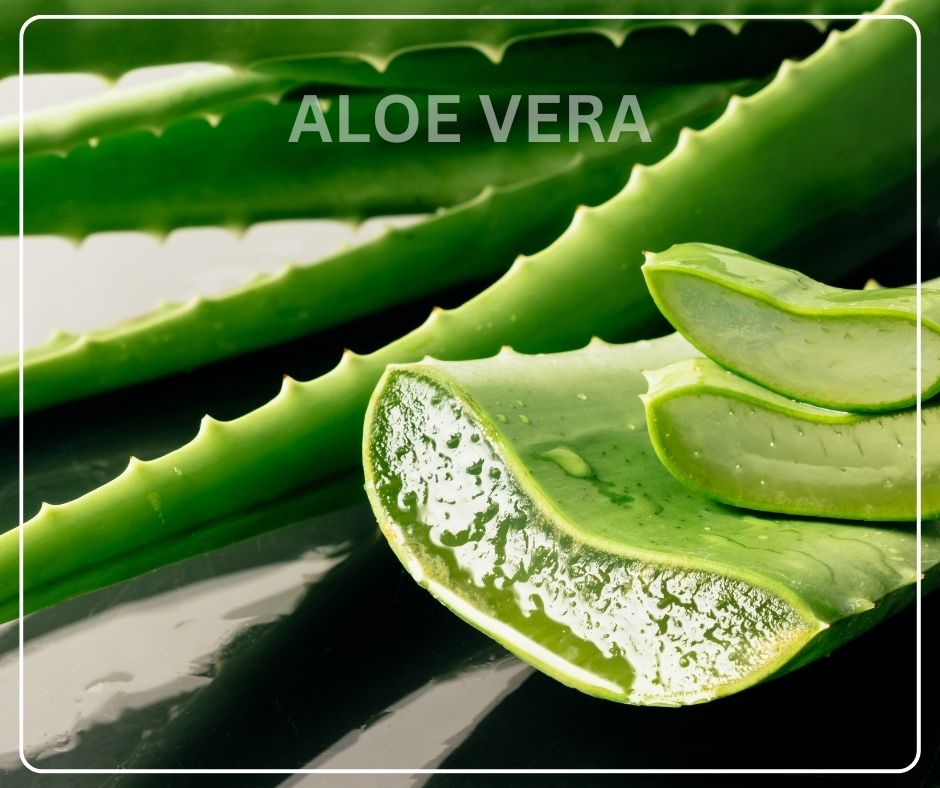 Why Your Oily Skin Actually Needs Aloe Vera in a Face Wash