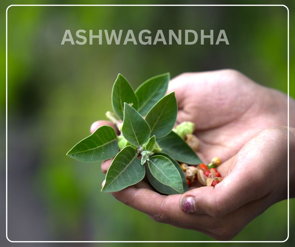 5 Real Reasons You Need Ashwagandha (Beyond the Hype)