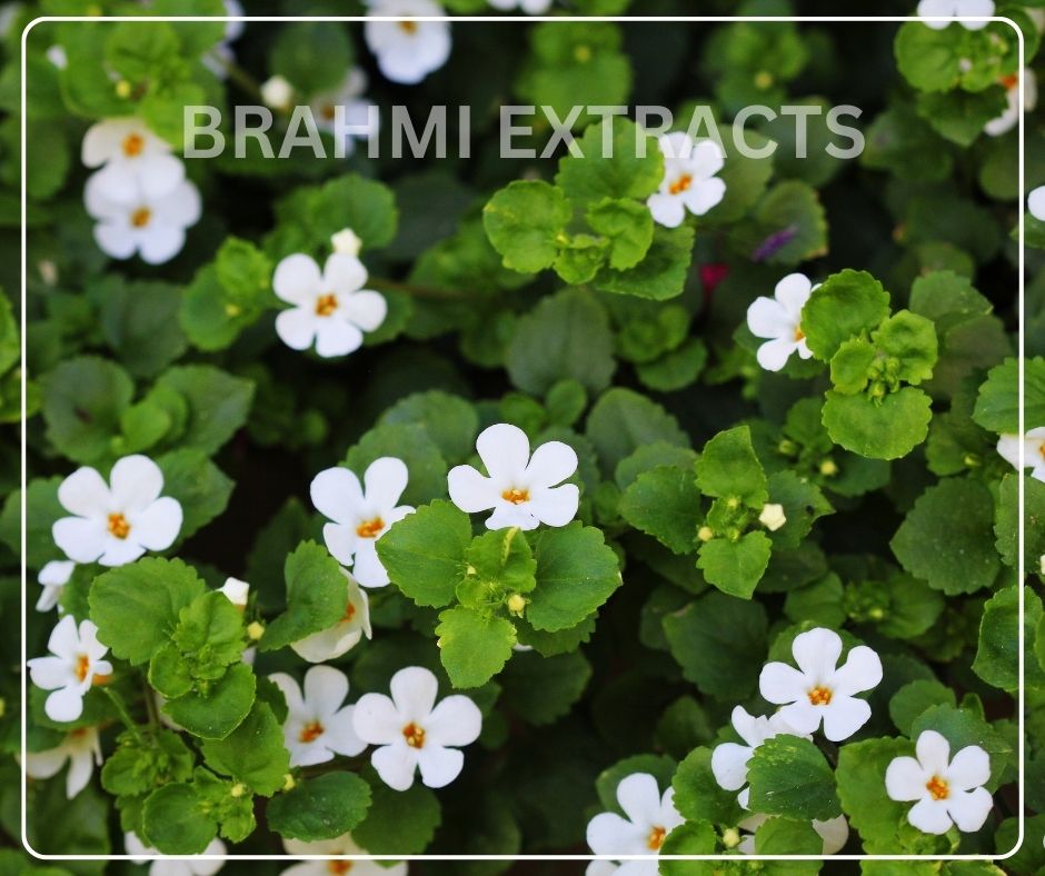 Unlock Your Brain’s Potential: Why Brahmi (Bacopa) is the Ultimate Mind Tonic