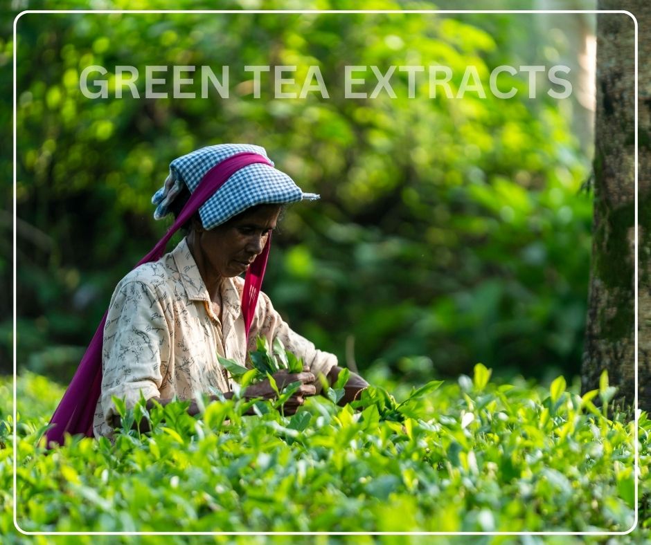 Why a Green Tea Extract Face Wash is the Best Face Wash for Oily Skin in India