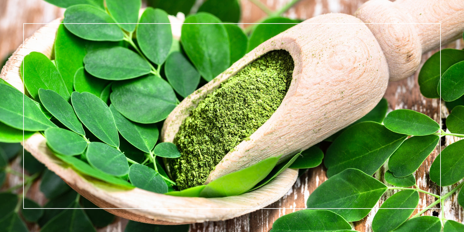 Benefits of Moringa Powder for Energy, Skin & Daily Nutrition