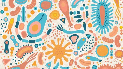 Weight Losing with GreenOpia Naturals: Gut Health is one of the Easiest Ways to a Healthy Lifestyle