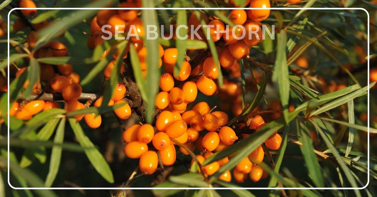 Ladakh Sea Buckthorn: Why Geography Matters for Omega Oils