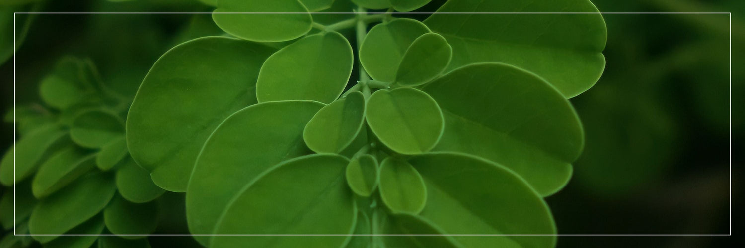 Boost Immunity Naturally with FSSAI-Certified Moringa Leaf Powder