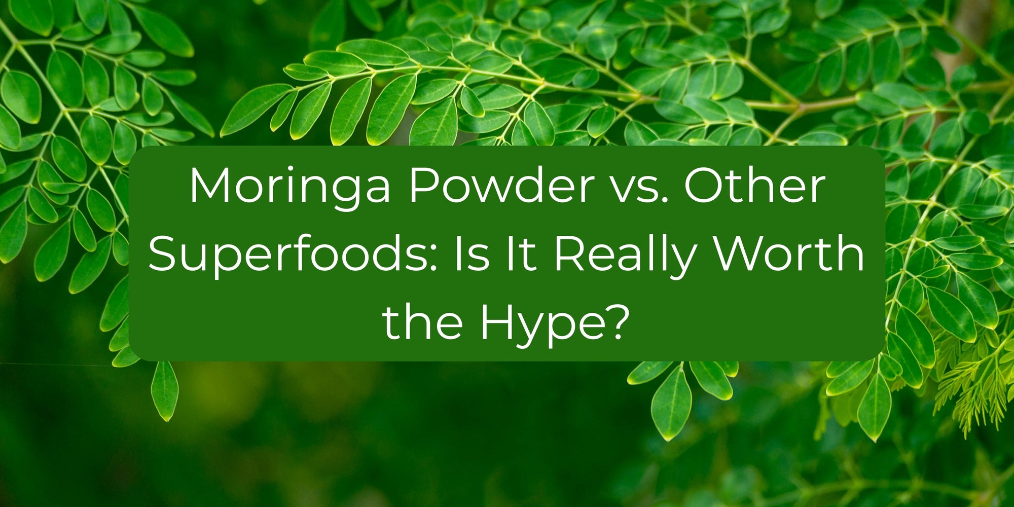 Moringa Vs Other Superfoods Is It Worth The Hype Greenopia