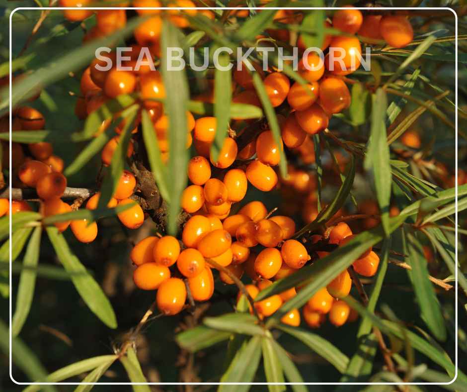 Omega 7 for Skin Health: The Sea Buckthorn Advantage