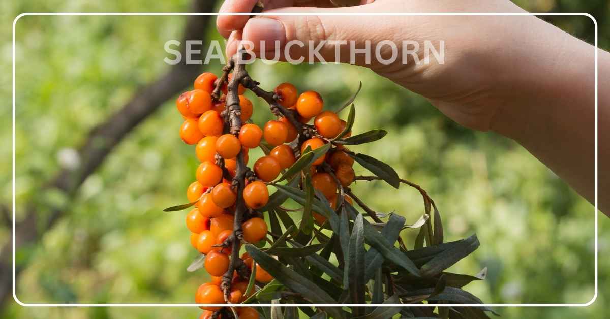 Omega 7 for Skin Health: The Sea Buckthorn Advantage