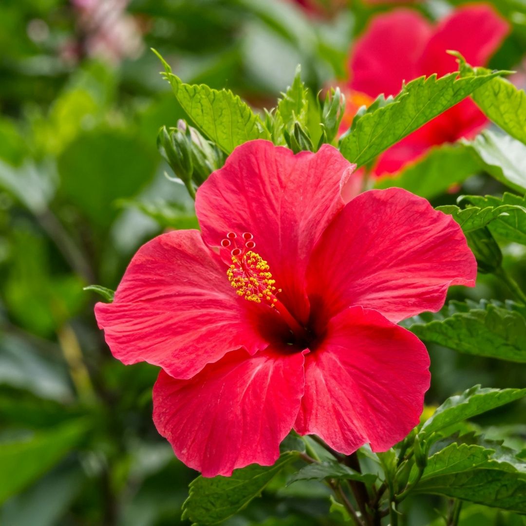 Hibiscus