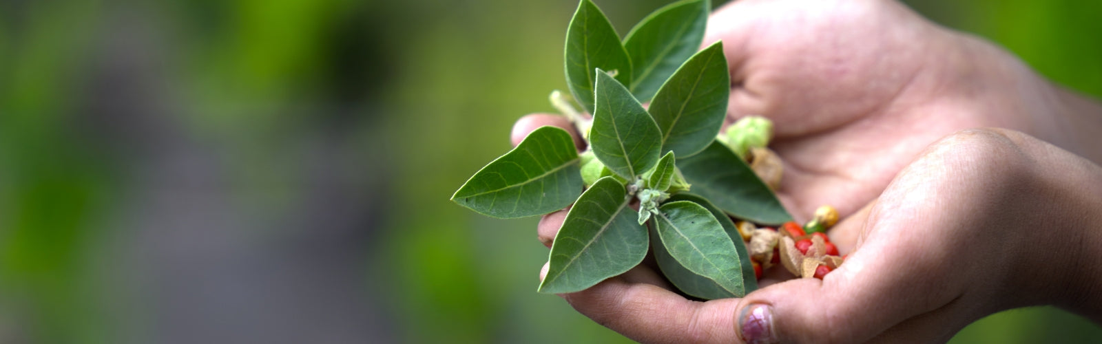 GreenOpia founders promoting natural wellness and Ayurveda in India